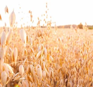 Photo of oats in a field